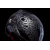 Casca ICON domain gravitas, Negru/Gri Casca ICON domain gravitas, Negru/Gri thumb